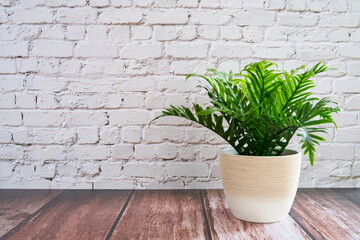 Green plant on wooden underground and stone background. Empty area for text.