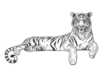 Lying tiger. Vintage black engraving illustration for poster. Isolated on white