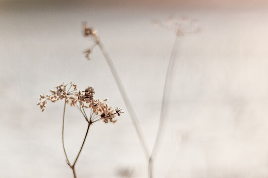 Suche rośliny w zimowej scenerii. Suche trawy. Dry grass, plants in winter scenery.