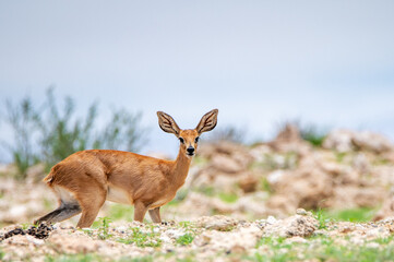 deer against a blue sky