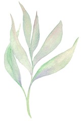 Fototapeta na wymiar Watercolor illustration of a twig with green leaves, an isolated element on a white background