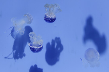 Small jellyfishes in aquarium with blue background.