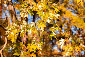 Branches of trees with yellow autumn leaves against the background of blue sky. Background with autumn leaves. Soft focus.