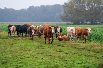 Fototapeta na wymiar selected focus small herd of young bull cattle out in the pasture in rural somerset England United Kingdom