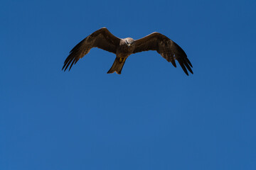 Black kite flying against a bright blue sky