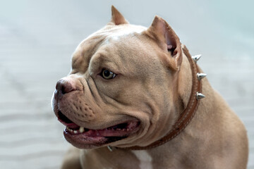 Closeup portrait of expressive lilac brown American bully dog. Open mouth, smiling face expression....