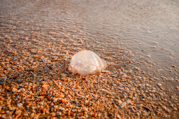 Fototapeta na wymiar jellyfish thrown by a wave on a sandy seashore
