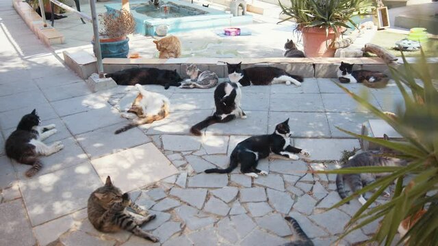 Pretty curious cats of various colors resting together outdoors under summer sun lights. Fluffy domestic animals lying on open air terrace. Relaxation and pets concept.