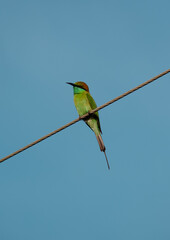 The green bee-eater