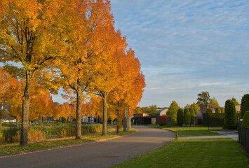 Obraz premium Autumn colorfull street in Weert the Netherlands