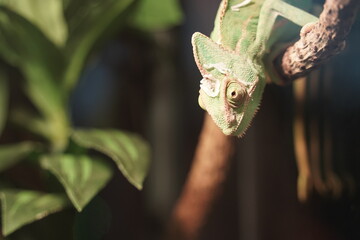 カメレオン、エボシカメレオン