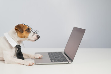 Jack russell terrier dog in glasses and tie works on laptop on white background.