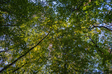 green forest in spring time