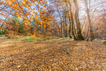 Beech forest in the mountain in autumn.