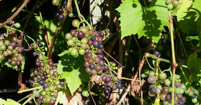 A short full HD video clip of grapes ripening in the sunshine