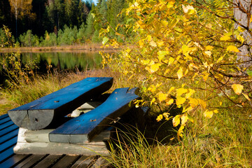 Beautiful wet bench by the forest lake after rain with yellow birches