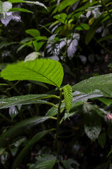 Fototapeta na wymiar photo of wet leaf shoots in the rainforest