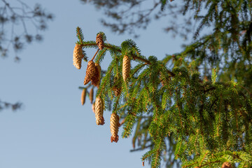 Beautiful autumn cones on a spruce tree with bright blue skies and green needles
