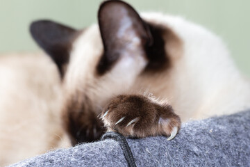 The cat of the Thai breed rests its paws on the edge of its beds and is sad. Close-up, selective focus