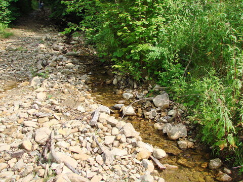 Natural picture of clear water of a mountain river running on a stone bottom between thickets of forest vegetation.