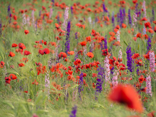 A field of poppy flowers and forked lark spurs. A sea of flowers of red poppies and blue delphiniums bloom in a wild field. Beautiful field red poppies with selective focus. Soft focus blur