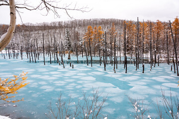 湖面が凍り始めた青い池　美瑛町
