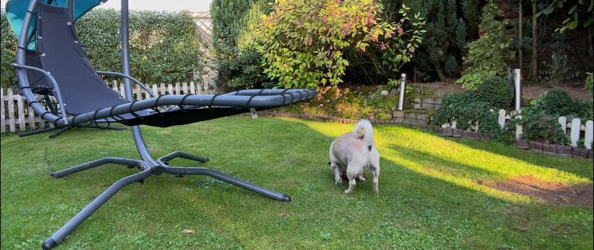 Pug breed dog playing in the garden. Close ups at the end. Movies in slowmotion and anamorphic cinemascope format. 