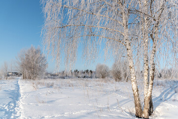Bunches of dry wild meadow grass covered with crystal hoarfrost growing on white snowy area against magical winter forest