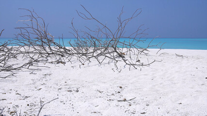 Gloomy landscape in a district place, dry branches on a sandy beach