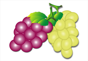 Racimos de uvas rojas y blancas sobre fondo blanco. Vendimia
