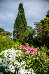 Obraz premium flowers in the park