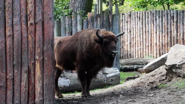Close-up of an adult bison in the park