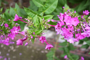 wild flower