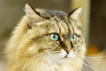 Portrait of a fluffy Siberian cat in close-up. Selective focus. Dark background