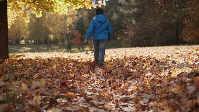 Boy in blue jacket and hat walks on the ground covered with yellow leaves. Child kicks up the foliage. View from the back. View of autumn park in the sunlight. Sunny day.