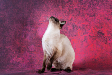 An adult Siamese cat sits with its front paw raised and looks up. Red uneven mottled background with dark spots