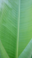 leaf background of Banana green Design innovation Archit