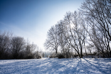 backlit trees on sunny winter day with snow glittering in the air