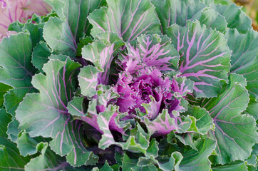 Decorative cabbage in the garden.