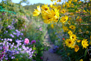 Flowers in the gardens of Giverny, France