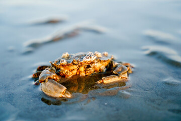 Crab in North Sea, Germany, Schleswig Holstein on ground of sea, by tide, ebb and flow.