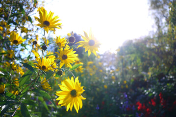 Flowers in the gardens of Giverny, France