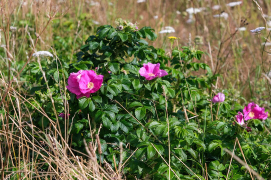 Blick auf Kartoffel (Sylter) Rosen in der wunderschönen Natur der Braderuper Heide auf der Nordseeinsel Sylt im Sommer, selektiver Fokus
