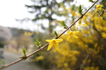spring garden flowers