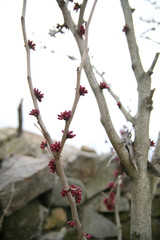 spring garden flowers