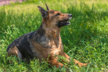 Naklejka premium old german shepherd among green grass