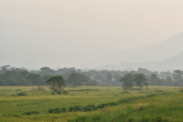 Fototapeta na wymiar misty evening in the rice fields