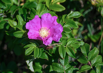 Blick auf eine Kartoffel, Sylter oder Küsten Rose in der wunderschönen Natur der Braderuper Heide auf der Nordseeinsel Sylt im Sommer, selektiver Fokus