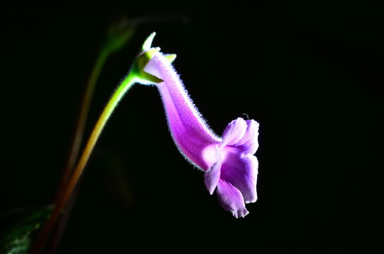 Conandron ramondioides S.et Z.