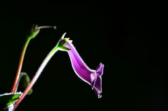 Conandron ramondioides S.et Z.
